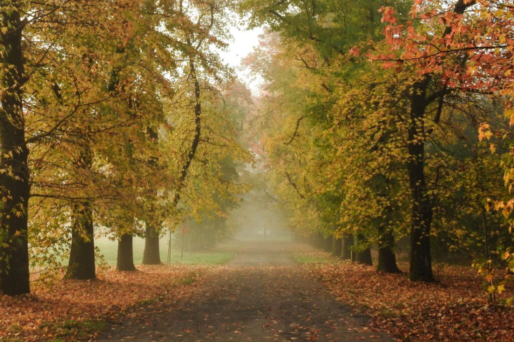 I Luoghi Piu Spettacolari Dove Ammirare Il Foliage In Lombardia Lombardiaforkids