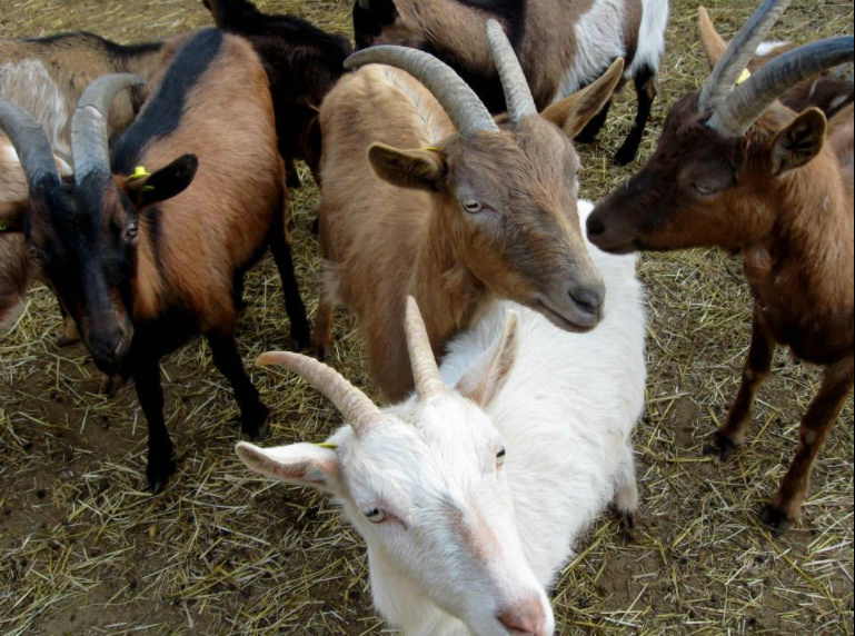 Cascine in Lombardia con animali dove portare i bambini: Cascina Salazzara  - Appunti in Valigia